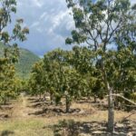 bán đất suối cát cam lâm